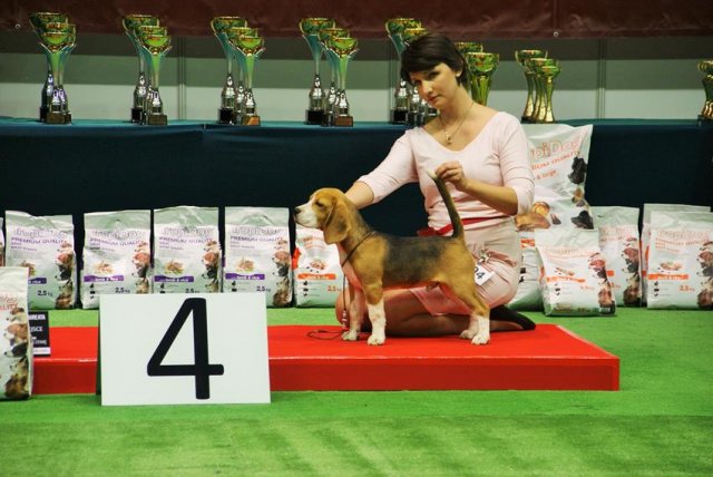 kielce - bis minor puppy 6